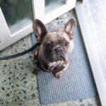 brown and black french bulldog on blue and white striped rug