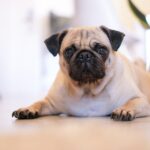 shallow focus photography of fawn pug