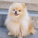 brown pomeranian puppy on grey concrete floor