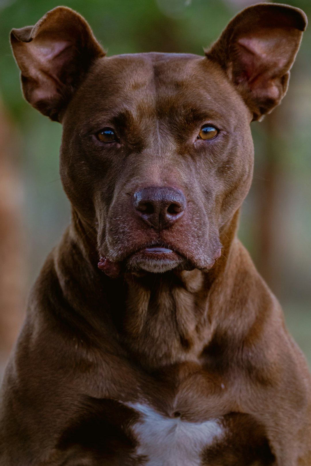 Here is a caption for the image: a handsome brown pit bull gazes at the camera.