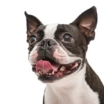 Featured image for How to Care for Your Boston Terriers Snub Nose Breathing 2025