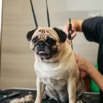 Featured image for 11 Essential Puggle Dog Grooming Tips You Cant Miss in 2025