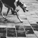 Featured image for Are Boston Terriers Good Left Alone 8 Expert Tips 2025