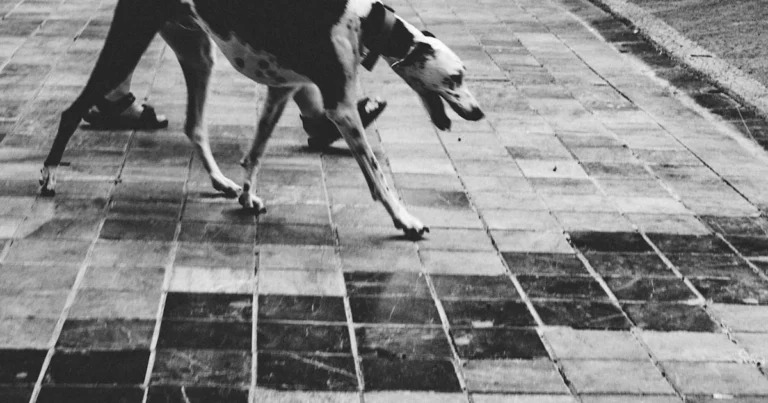 Featured image for Are Boston Terriers Good Left Alone 8 Expert Tips 2025