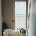 Featured image for Can Boston Terriers Be Left Alone at Home for Extended Periods 2025