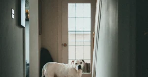 Featured image for Can Boston Terriers Be Left Alone at Home for Extended Periods 2025