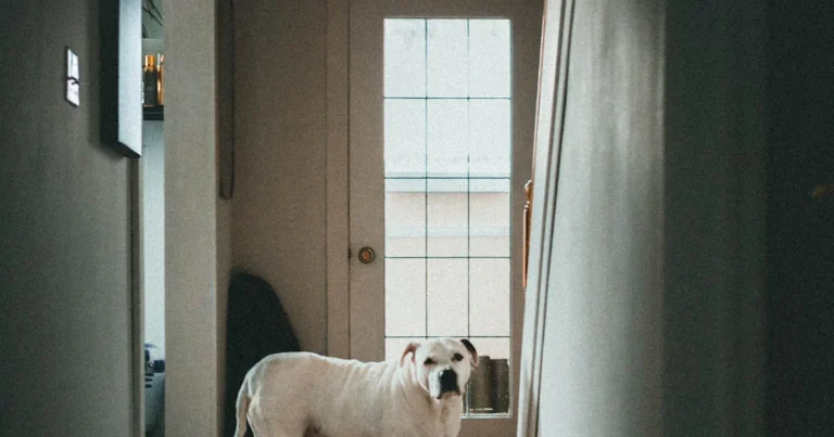 Featured image for Can Boston Terriers Be Left Alone at Home for Extended Periods 2025