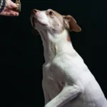 Featured image for How Do I Train a Boston Terrier to Behave Well 10 Expert Tips 2025