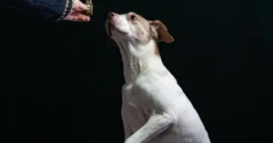 Featured image for How Do I Train a Boston Terrier to Behave Well 10 Expert Tips 2025