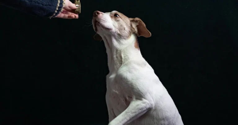 Featured image for How Do I Train a Boston Terrier to Behave Well 10 Expert Tips 2025