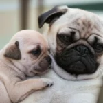 Featured image for Is It Good to Cuddle Your Puppy What Every Dog Lover Must Know 2025