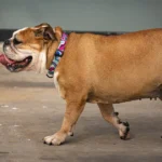 Featured image for Is a Boston Terrier Healthier Than a French Bulldog 2026