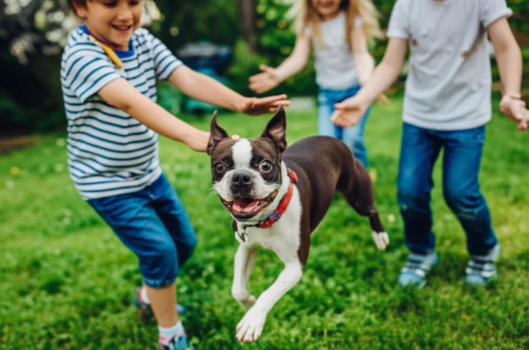 Featured image for Do Boston Terriers Make Good Family Pets for Kids 7 Key Insights