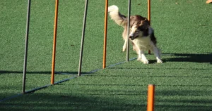 Featured image for Can Boston Terriers Be Trained Easily 12 Expert Tips That Work 2026