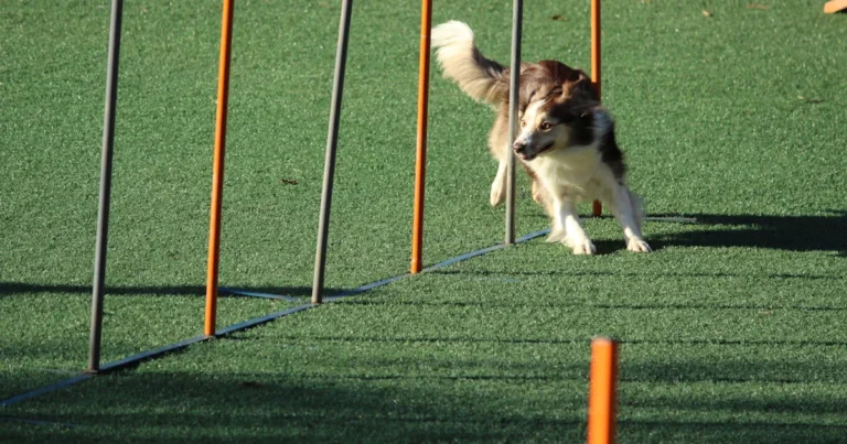 Featured image for Can Boston Terriers Be Trained Easily 12 Expert Tips That Work 2026