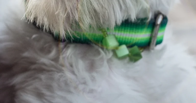 Featured image for Snub-Nosed Dog Summer Care Essentials 15 Must-Know Tips for 2026