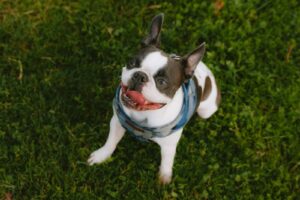 a small white and brown dog standing on top of a lush green field